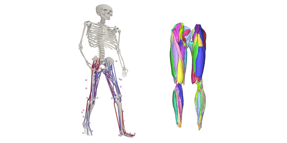 Modello computerizzato degli arti inferiori