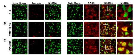 Figure 3 – Subcellular localization of Sox9 in micromasses. 
