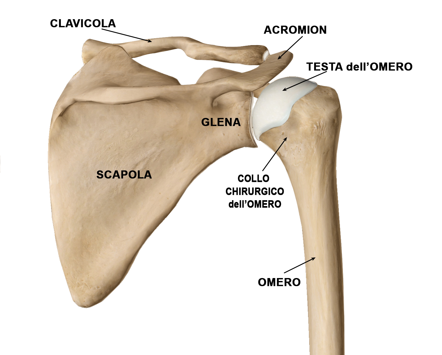 Fig. 1 - Rappresentazione anatomica delle componenti ossee della spalla